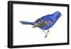 Blue Grosbeak (Passerina Caerulea), Birds-Encyclopaedia Britannica-Framed Poster