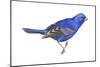 Blue Grosbeak (Passerina Caerulea), Birds-Encyclopaedia Britannica-Mounted Poster