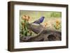 Blue grosbeak Rio Grande Valley, Texas-Adam Jones-Framed Photographic Print