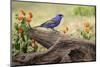 Blue grosbeak Rio Grande Valley, Texas-Adam Jones-Mounted Photographic Print