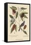 Blue Grosbeak-Mark Catesby-Framed Stretched Canvas