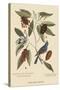 Blue Grosbeak-Mark Catesby-Stretched Canvas