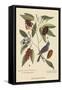 Blue Grosbeak-Mark Catesby-Framed Stretched Canvas