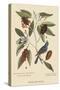 Blue Grosbeak-Mark Catesby-Stretched Canvas