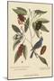 Blue Grosbeak-Mark Catesby-Mounted Art Print