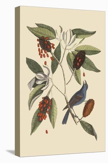 Blue Grosbeak-Mark Catesby-Stretched Canvas