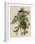 Blue Grosbeak-null-Framed Giclee Print