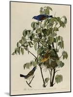 Blue Grosbeak-null-Mounted Giclee Print