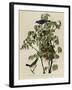 Blue Grosbeak-null-Framed Giclee Print