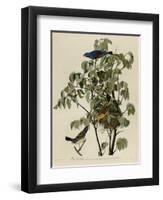 Blue Grosbeak-null-Framed Giclee Print