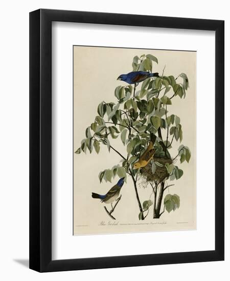 Blue Grosbeak-null-Framed Giclee Print