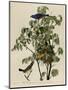 Blue Grosbeak-null-Mounted Giclee Print