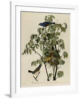 Blue Grosbeak-null-Framed Giclee Print