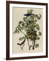 Blue Grosbeak-null-Framed Giclee Print