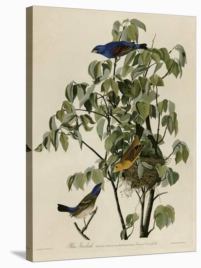 Blue Grosbeak-null-Stretched Canvas
