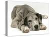 Blue Harlequin Great Dane Pup, 'Maisie', Lying with Chin on the Floor-Jane Burton-Stretched Canvas