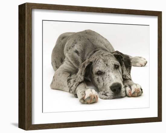 Blue Harlequin Great Dane Pup, 'Maisie', Lying with Chin on the Floor-Jane Burton-Framed Photographic Print