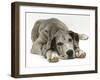 Blue Harlequin Great Dane Pup, 'Maisie', Lying with Chin on the Floor-Jane Burton-Framed Photographic Print