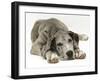 Blue Harlequin Great Dane Pup, 'Maisie', Lying with Chin on the Floor-Jane Burton-Framed Photographic Print