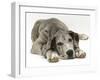 Blue Harlequin Great Dane Pup, 'Maisie', Lying with Chin on the Floor-Jane Burton-Framed Photographic Print