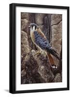 Blue Hawk-Jeff Tift-Framed Giclee Print