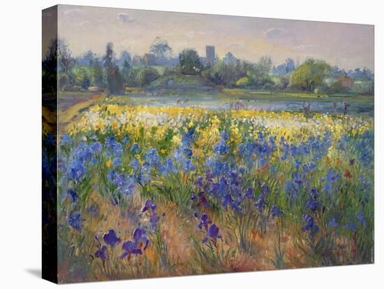 Blue Haze at Burgate, 1993-Timothy Easton-Stretched Canvas