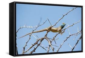 Blue Headed Agama Lizard-Otto du Plessis-Framed Stretched Canvas