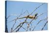 Blue Headed Agama Lizard-Otto du Plessis-Stretched Canvas
