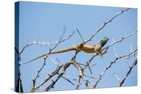 Blue Headed Agama Lizard-Otto du Plessis-Stretched Canvas