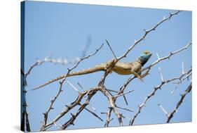 Blue Headed Agama Lizard-Otto du Plessis-Stretched Canvas