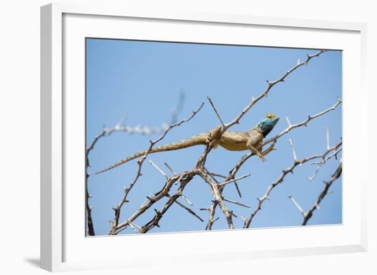 Blue Headed Agama Lizard-Otto du Plessis-Framed Photographic Print