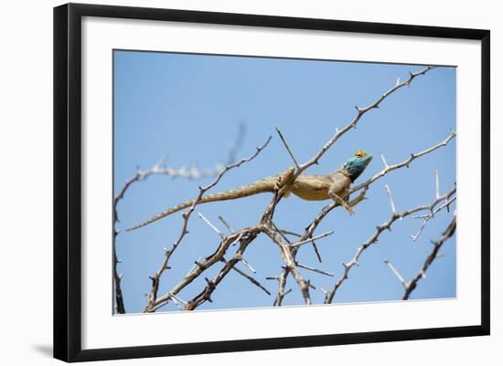 Blue Headed Agama Lizard-Otto du Plessis-Framed Photographic Print