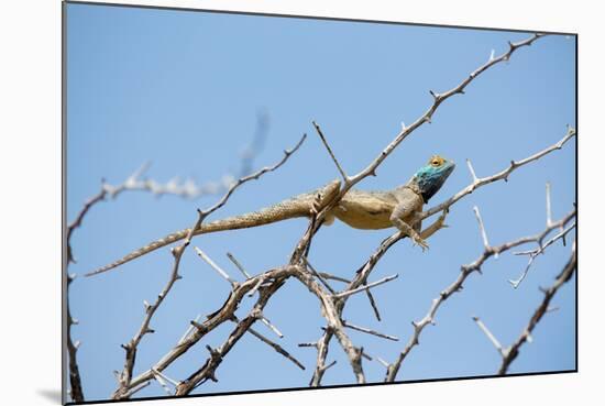 Blue Headed Agama Lizard-Otto du Plessis-Mounted Photographic Print