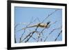 Blue Headed Agama Lizard-Otto du Plessis-Framed Photographic Print