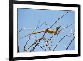 Blue Headed Agama Lizard-Otto du Plessis-Framed Photographic Print