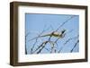 Blue Headed Agama Lizard-Otto du Plessis-Framed Photographic Print