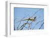 Blue Headed Agama Lizard-Otto du Plessis-Framed Photographic Print