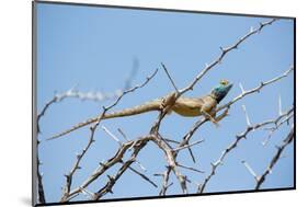 Blue Headed Agama Lizard-Otto du Plessis-Mounted Photographic Print