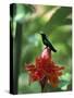 Blue Headed Colibri Bird, Ancient Domaine Limbe, Sainte Marie Commune, French Antilles-Bruno Barbier-Stretched Canvas