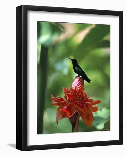 Blue Headed Colibri Bird, Ancient Domaine Limbe, Sainte Marie Commune, French Antilles-Bruno Barbier-Framed Photographic Print