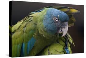 Blue Headed Macaw (Primolius Couloni) One Stretching its Wing over Another-Edwin Giesbers-Stretched Canvas