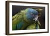 Blue Headed Macaw (Primolius Couloni) One Stretching its Wing over Another-Edwin Giesbers-Framed Photographic Print