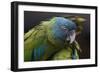 Blue Headed Macaw (Primolius Couloni) One Stretching its Wing over Another-Edwin Giesbers-Framed Photographic Print