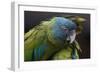 Blue Headed Macaw (Primolius Couloni) One Stretching its Wing over Another-Edwin Giesbers-Framed Photographic Print