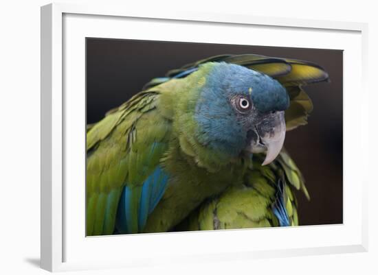 Blue Headed Macaw (Primolius Couloni) One Stretching its Wing over Another-Edwin Giesbers-Framed Photographic Print