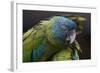 Blue Headed Macaw (Primolius Couloni) One Stretching its Wing over Another-Edwin Giesbers-Framed Photographic Print