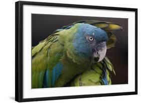 Blue Headed Macaw (Primolius Couloni) One Stretching its Wing over Another-Edwin Giesbers-Framed Photographic Print