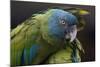 Blue Headed Macaw (Primolius Couloni) One Stretching its Wing over Another-Edwin Giesbers-Mounted Photographic Print