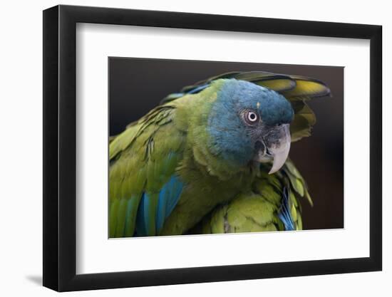 Blue Headed Macaw (Primolius Couloni) One Stretching its Wing over Another-Edwin Giesbers-Framed Photographic Print