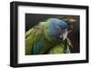 Blue Headed Macaw (Primolius Couloni) One Stretching its Wing over Another-Edwin Giesbers-Framed Photographic Print